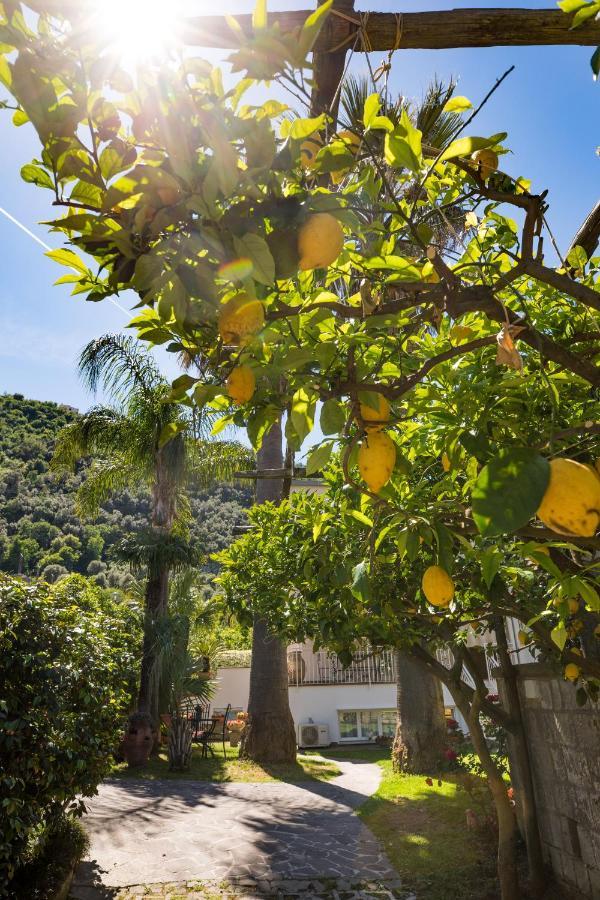 Casa Beatrice Bed and Breakfast Sorrento Buitenkant foto